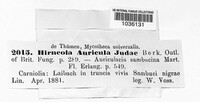 Auricularia auricula-judae image
